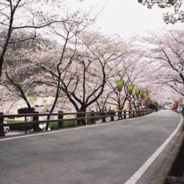 龍野公園桜